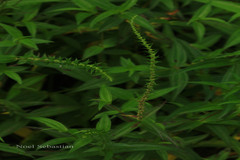 Pouzolzia wightii var. caudata